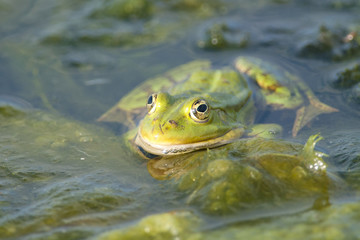 Edible frog