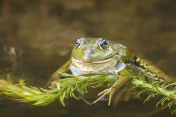 Edible frog