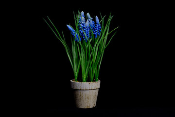 Pflanze auf schwarzem Hintergrund