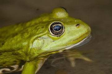 Edible frog