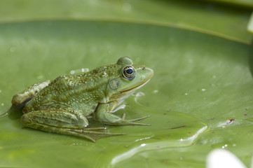 Edible frog