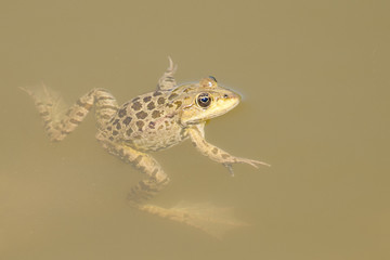 Edible Frog