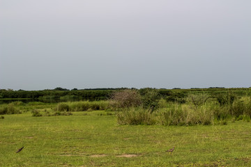 Unendliche Weiten der Wildnis von Afrika Uganda