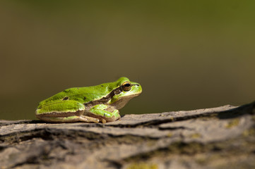 Tree Frog (Hyla arborea)