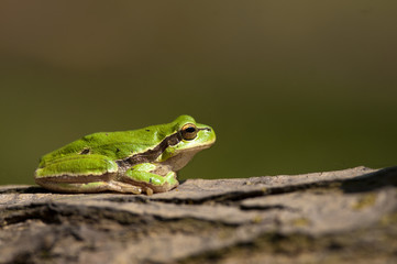 Green Tree Frog