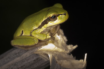 Green Tree Frog
