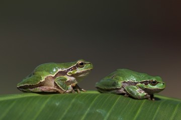 Green Tree Frog