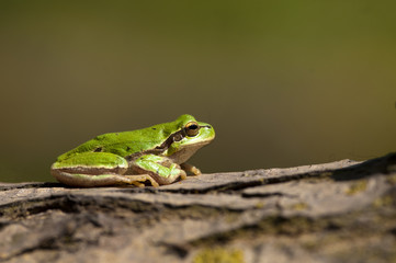 Green Tree Frog
