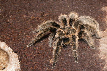 Black Velvet Tarantula