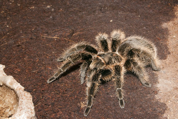 Black Velvet Tarantula