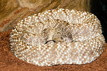 Uracona Rattlesnake (crotalus vegrandis)
