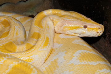 Fototapeta premium Albino Royal Phyton