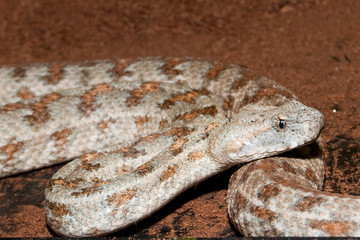 Levant or Lebentine Viper