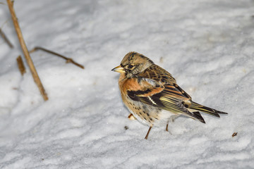Brambling