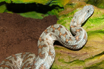 Levant Viper