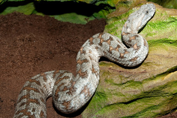 Levant Viper in terrarium