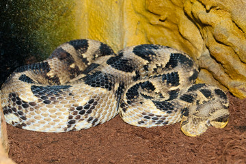 Puff Adder