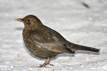 Blackbird