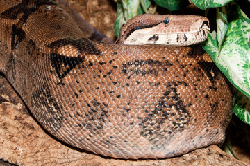 Boa Constrictor in Terrarium