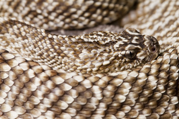 Uracoan Rattlesnake
