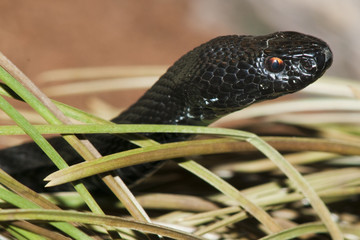 European Adder or Viper