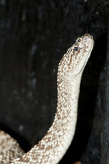 Uracoan Rattlesnake