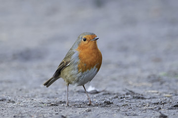 European robin (Erithacus rubecula)