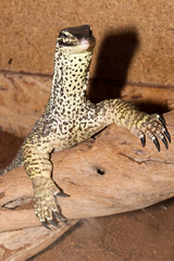 Sand Goanna portrait