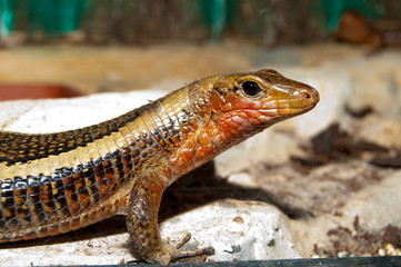 Sudan Plated Lizard Portrait