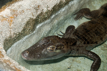 Cuvier Dwarf Caiman in Terrarium