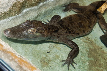 Cuvier's Dwarf Caiman