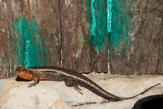 Sudan Plated Lizard in Terrarium
