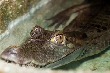 Cuvier's Dwarf Caiman Eye