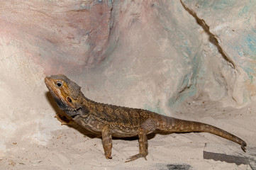 Bearded Dragon