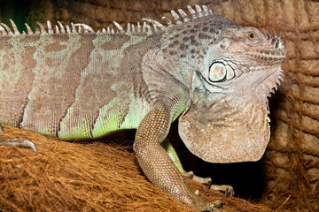 Green Iguana Portrait