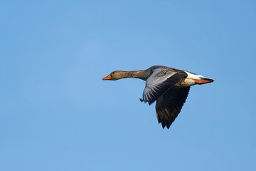 Graugans im Flug