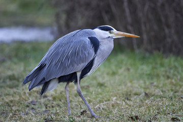 Grey heron (Ardea cinerea)