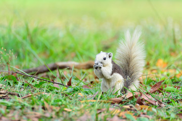 Small squirrel eating in the yard