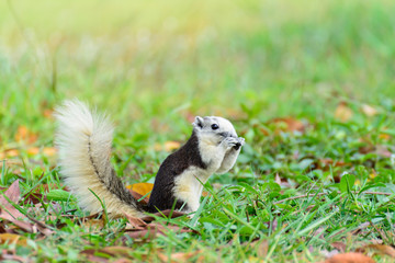 Little squirrel eating on a sunny day.