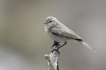 Common Chiffchaff 