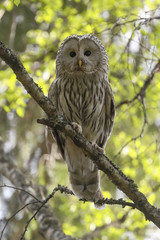 Ural owl