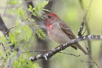 Common Rosefinch