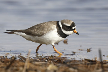 Common Ringed Plover
