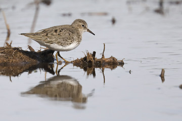 Temminck’s Stint
