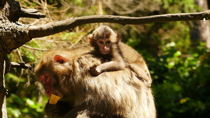 Japanese macaque baby on his mum in the forest