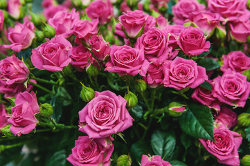 Roses of pink and green modern varieties in a bouquet as a gift. Background. Close up. Selective focus.
