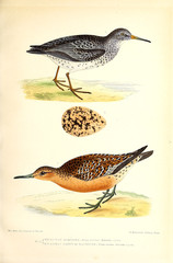 Illustration of bird