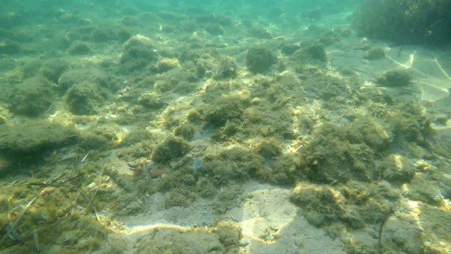 Underwater view of a Sardinia sea floor. Italy