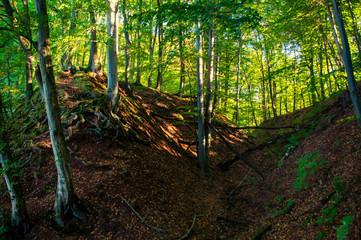 Fototapeta premium Wald Panorama die grüne Lunge Europas
