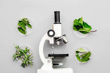 Safety food. Laboratory for food analysis. Greens near microscope on grey background top view